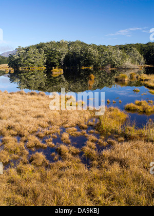 Les hêtres et des zones humides ; scène de mavora lakes Park, près de mossburn, Southland, Nouvelle-Zélande. Banque D'Images