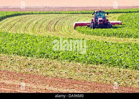 La récolte des betteraves à sucre sur un milieu rural Northern Colorado, USA ferme. Banque D'Images