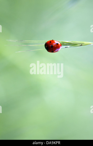 Coccinelle Banque D'Images