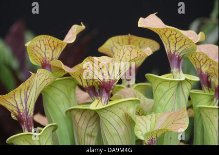 Londres, Royaume-Uni. 8 juillet, 2013. La sarracénie Sarracenia sur l'affichage dans le Chapiteau Floral Le RHS Hampton Court Palace Flower Show. Credit : martyn wheatley/Alamy Live News Banque D'Images