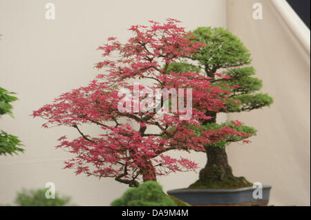 Londres, Royaume-Uni. 8 juillet, 2013. Bonsai arbres dans le Chapiteau Floral au RHS Hampton Court Palace Flower Show. Credit : martyn wheatley/Alamy Live News Banque D'Images