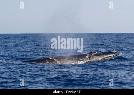 Rorqual boréal Balaenoptera borealis, Seiwal, tête avec bouche et souffler, Lajes do Pico, Açores, Portugal Banque D'Images