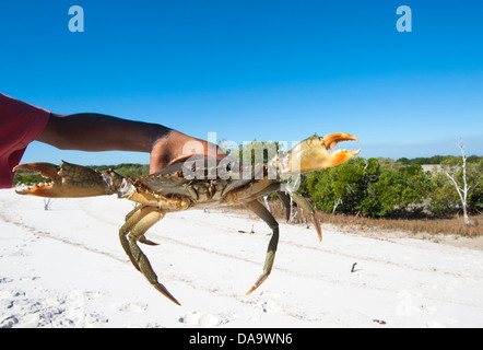 Les garçon tenant un crabe de boue enfilés dans les mangroves de Cape Leveque, Australie occidentale Banque D'Images