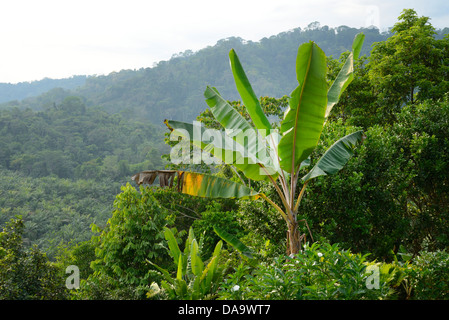 L'Amérique centrale, le Costa Rica, Golfito, paysage, nature, feuille de bananier, Puntarenas, Banque D'Images