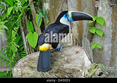 L'Amérique du Sud, Pérou, Amazon, Ramphastos vitellinus, Toucan, Tucano, oiseau, Beak, colorées, Banque D'Images