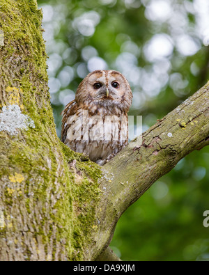 Tawny owl (Strix Aluco enr) assis dans un chêne, Hampshire, Royaume-Uni Banque D'Images