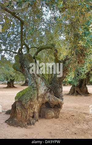 L'Espagne, l'Europe, la Catalogne, Catalogne, millénaire, vieux, olive, parc, de forme, d'un arbre, d'Ulldecona Banque D'Images