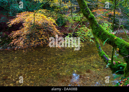 Gorges de l'Areuse, Suisse, Europe, canton, Neuchâtel, de ravin, rivière, écoulement, Areuse, automne, arbres Banque D'Images