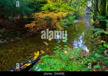 Gorges de l'Areuse, Suisse, Europe, canton, Neuchâtel, de ravin, rivière, écoulement, Areuse, automne, arbres Banque D'Images