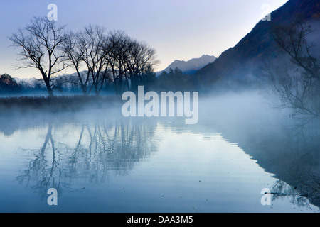 Bolle di Magadino, Suisse, Europe, canton du Tessin, lac, Lago Maggiore, réserve naturelle, forêt alluviale, bois, arbre, forêt Banque D'Images