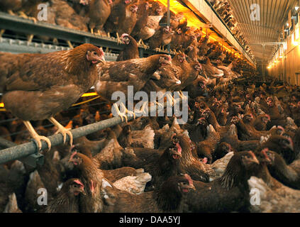 (Afp) un fichier photo datée du 08 avril 2009 des poules pondeuses dans Doetlingen, Allemagne. L'Allemagne est actuellement sous l'influence d'un scandale de la dioxine. Photo : Ingo Wagner Banque D'Images