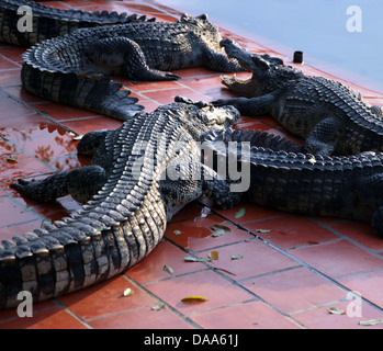 C'est une photo de crocodiles ou d'alligators qui sont dans un parc ou un zoo pour les gens de les voir. Ils sont assez proches et effrayant Banque D'Images