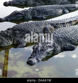 C'est une photo de crocodiles ou d'alligators qui sont dans un parc ou un zoo pour les gens de les voir. Ils sont assez proches et effrayant Banque D'Images