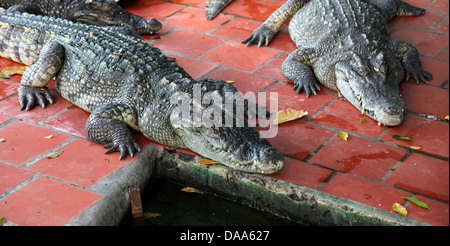 C'est une photo de crocodiles ou d'alligators qui sont dans un parc ou un zoo pour les gens de les voir. Ils sont assez proches et effrayant Banque D'Images