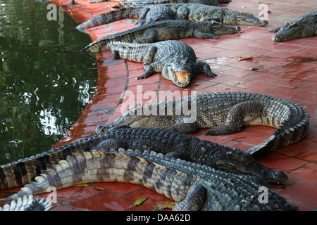 C'est une photo de crocodiles ou d'alligators qui sont dans un parc ou un zoo pour les gens de les voir. Ils sont assez proches et effrayant Banque D'Images