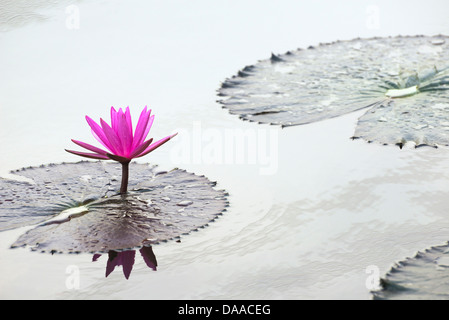 Fleurs de Lys d'eau rouge dans les zones humides Banque D'Images