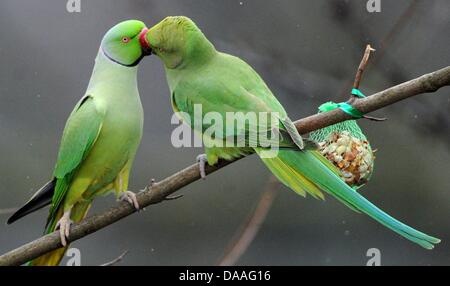 Un fichier photos prises le 12 février 2010 montre deux perruches héron dans un argument en faveur de la nourriture à un parc à Duesseldorf, Allemagne. Les oiseaux exotiques ont trouvé un foyer dans la région Rhin-neckar et leur population est en croissance. Michael biologiste Braun de Heidelberg a déclaré dans une interview avec dpa, qu'ils surtout vivent le long de la montagne passe au nord et sud, ainsi que le long Banque D'Images