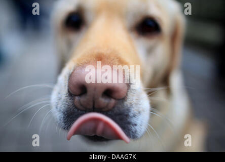 Un fichier photo datée du 26 janvier 2011 montre Labrador Alba lors d'un appel à la photo "La chasse et chien' trade show à Dortmund, Allemagne. Les chiens peuvent déterminer les premiers stades de cancer de l'intestin. C'est le résultat d'essais avec un labrador, faites par les scientifiques de l'université japonaise du Sud Kyushu. Photo : Julian Stratenschulte Banque D'Images