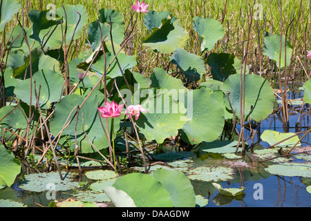 Nelumbo nucifera lotus sacré ou des fleurs sur la rivière jaune billabong river, le Kakadu National Park, territoire du nord Banque D'Images