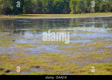 Anbangbang billabong dans le Kakadu National Park, territoire du nord Banque D'Images