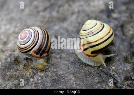Deux formes distinctes de couleur sombre-labiés escargot Cepaea nemoralis bagué Banque D'Images