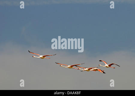 L'Europe, Grand, Flamingo Phoenicopterus ruber, Flamingo, oiseau, Camargue, France, vol Banque D'Images