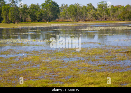 Anbangbang billabong dans le Kakadu National Park, Australie Banque D'Images