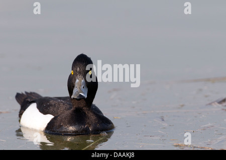 L'Europe, Pochard, touffetés, milouin Aythya fuligula, canard, oiseau Banque D'Images