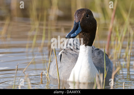 L'Europe, le canard, l'oiseau, l'eau, le Canard pilet Anas acuta, commun Banque D'Images