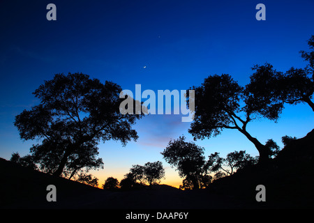 L'humeur du soir, Andalousie, arbre, arbres, chêne, chêne liège, parc national, la Sierra de Andújar, province de Jaén, Quercus suber, silhouette, Banque D'Images