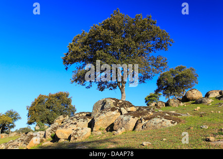 L'Andalousie, arbre, arbres, chêne, chêne liège, parc national, la Sierra de Andújar, province de Jaén, Quercus suber, réserver, Sierra Morena, S Banque D'Images