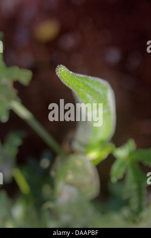 Abelmoschus esculentus, Lady Finger sur Plante, Inde Banque D'Images