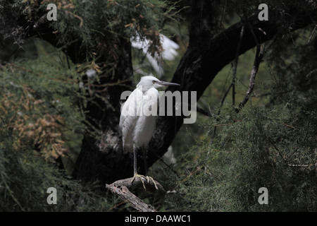 Egret assis dans un arbre en France Banque D'Images