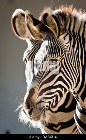 Deux zèbres se tenir derrière l'autre au zoo de Francfort-sur-Main, Allemagne, 21 septembre 2011. Leurs deux têtes semblent se fondre dans l'autre. Photo : Frank Rumpenhorst Banque D'Images