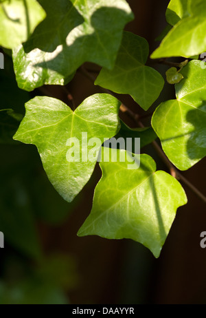 Close up image de feuilles de lierre Banque D'Images