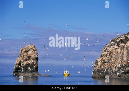 Gull Island, la baie Kachemak, Homer, Alaska, USA, bateau, mer, oiseaux, troupeau, la mer, les marées, les roches, falaise, mouettes, goélands, mouettes, oce Banque D'Images