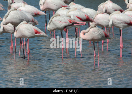 Groupe de flamants roses dans un lac en France Banque D'Images