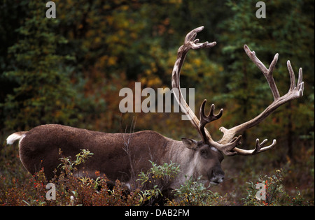 Le caribou de la toundra Rangifer tarandus caribou, renne, animal, Denali National Park,,, préserver, Alaska, USA, bois, sauvage Banque D'Images