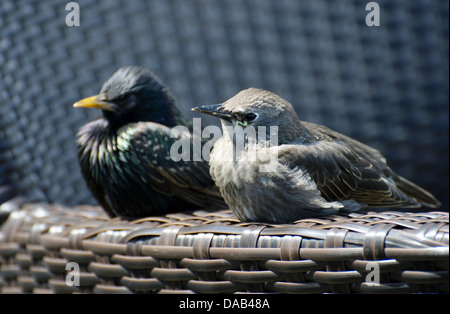 Starling enfants avec des profils de bronzer sur une chaise en osier northumberland seahouses bras Banque D'Images