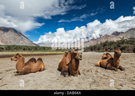 Les chameaux de Bactriane en Himalaya. Home Maison village, la Vallée de Nubra, Ladakh, le Jammu-et-Cachemire, l'Inde Banque D'Images