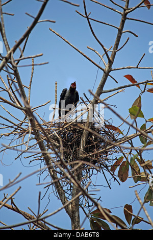 D'un nid-de-Corbeau, Corvus splendens maison avec les plus jeunes, l'Inde Banque D'Images