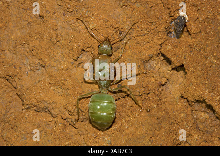 La reine fourmi tisserande Oecophylla smaragdina Bangalore, Karnataka, Inde Banque D'Images