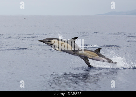 «Delphine, dauphins communs à bec court, Delphinus delphis, veaux sautant à côté de mère, Pico, Açores, Portugal Banque D'Images