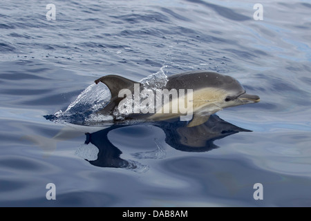 «Delphin, court-beaked Dauphin commun, Delphinus delphis, surfaçage, Dolphin pour mineurs n'Lajes Pico, Açores, Portugal Banque D'Images