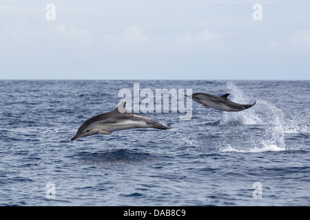 Dauphins, Stenella coeruleoalba, Blau-weiße Delphine, sautant de haut, la natation rapide des dauphins, Pico, Açores Lajes Banque D'Images