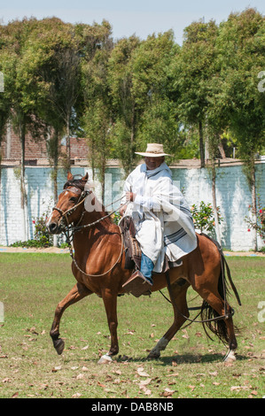 Un cheval et cavalier dans la zone exécuter se déplace à cheval traditionnelle Paso péruvien appelé un type de dressage équestre, Trujillo, Pérou. Banque D'Images