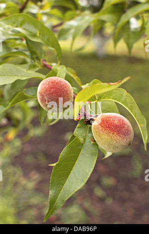 Puceron vert du pêcher les fruits poussant sur un branche d'arbre. Focus sélectif avec une faible profondeur de champ. Banque D'Images