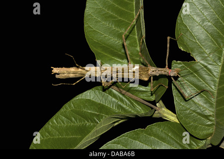 Phasme Famille Phylliidae Golaghat, EN FRANCE Banque D'Images