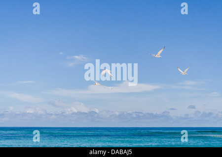 Les oiseaux de voler au-dessus de la plage de Nosy Be, Madagascar Banque D'Images