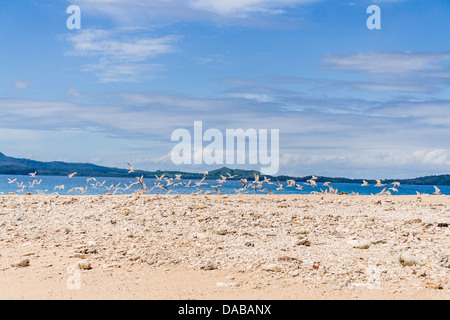 Les oiseaux de voler au-dessus de la plage de Nosy Be, Madagascar Banque D'Images